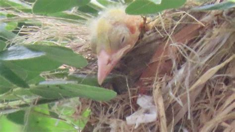 雛鳥視頻|【視頻】母親節之際 黃鸝鳥育雛見母愛光輝 